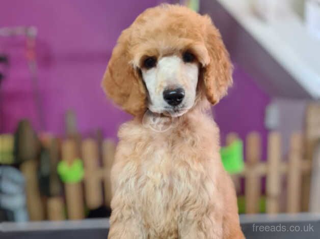 Standard poodle puppies for sale in Wirral, Merseyside - Image 5