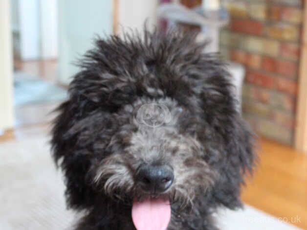 Standard poodle puppy comes with everything for sale in Harlow, Essex