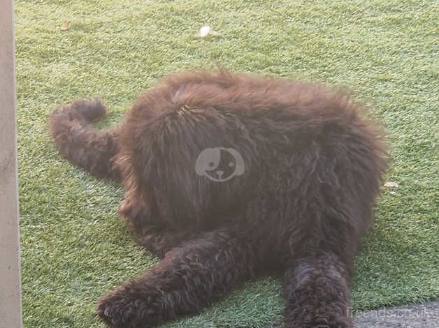 Standard poodle puppy comes with everything for sale in Harlow, Essex - Image 2