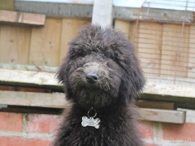 Standard poodle puppy comes with everything for sale in Harlow, Essex - Image 3