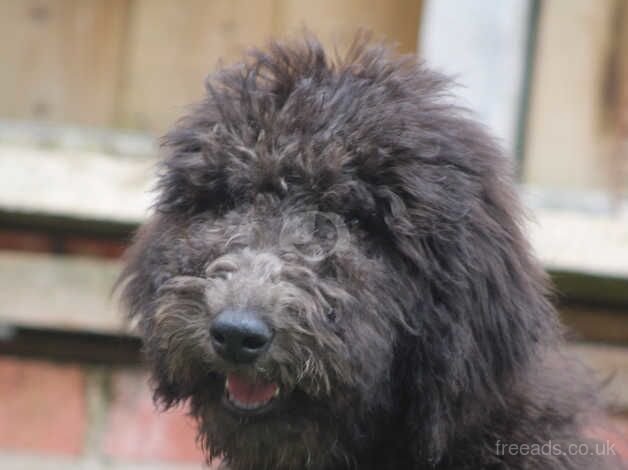 Standard poodle puppy comes with everything for sale in Harlow, Essex - Image 4