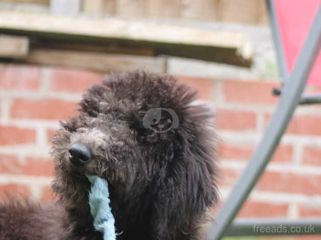 Standard poodle puppy comes with everything for sale in Harlow, Essex - Image 5