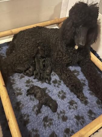standard poodle pups for sale in Wigan, Greater Manchester