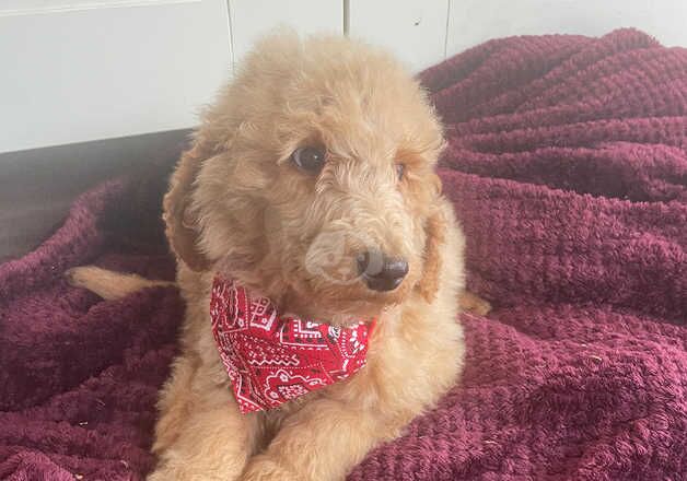 Standard poodle pups for sale in Spalding, Lincolnshire