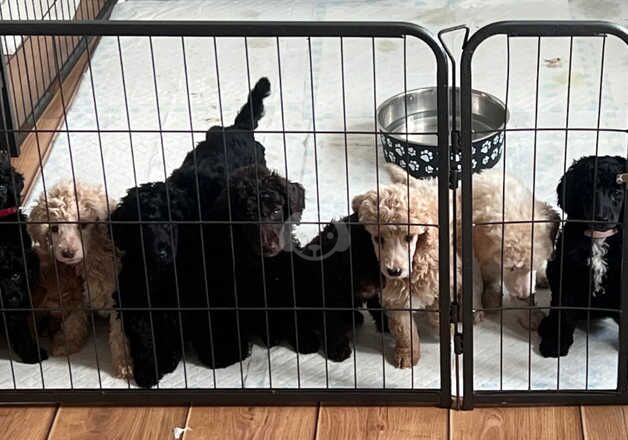 Standard poodles for sale in Seaham, County Durham - Image 3