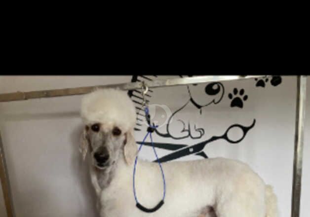 Standard poodles for sale in Coleraine, Coleraine