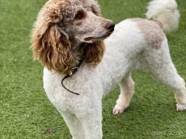 Standard x miniature poodles from licensed breeder for sale in Basildon, Essex