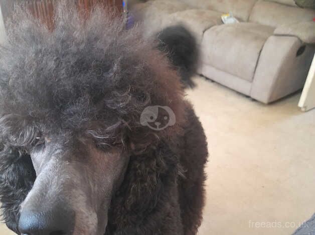 Standerd poodle for stud for sale in Huddersfield, West Yorkshire - Image 1