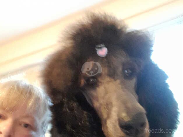 Standerd poodle for stud for sale in Huddersfield, West Yorkshire - Image 2