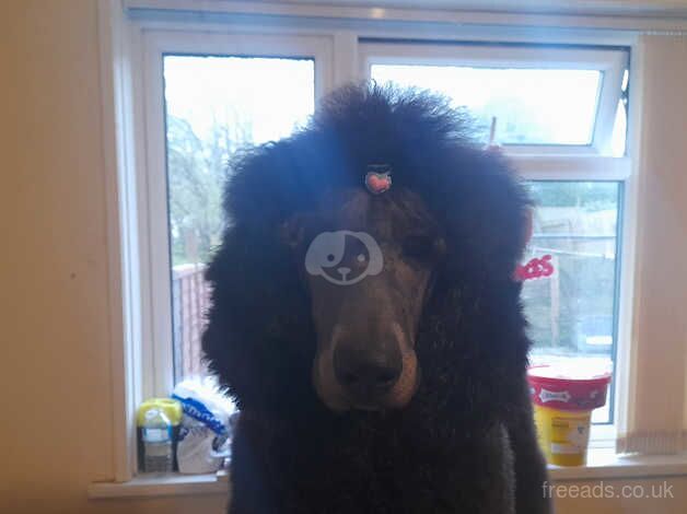 Standerd poodle for stud for sale in Huddersfield, West Yorkshire - Image 3