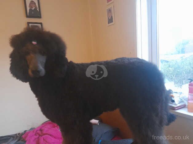 Standerd poodle for stud for sale in Huddersfield, West Yorkshire - Image 4