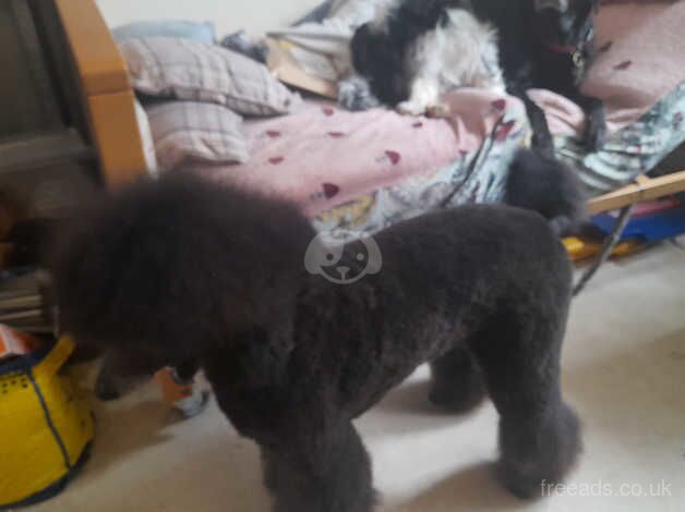 Standerd poodle for stud for sale in Huddersfield, West Yorkshire - Image 5