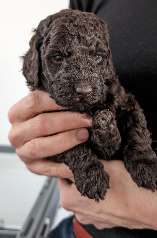 Poodle Puppies for sale in Cambridgeshire