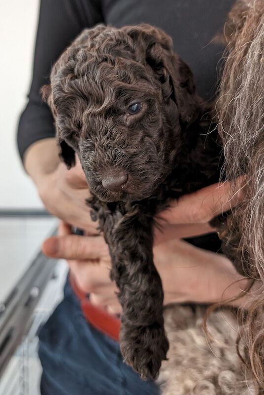 Poodle Puppies for sale