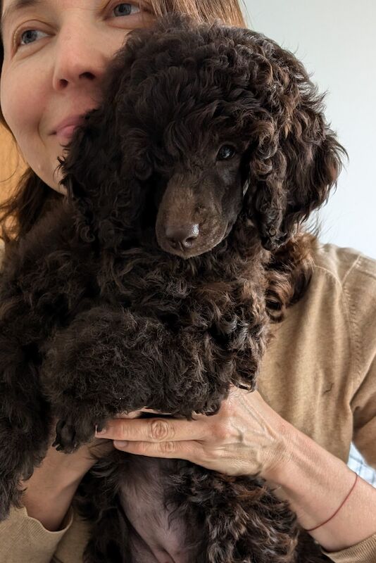 Stunning chocolate and black puppies from Champion parents for sale in Cambridge, Cambridgeshire