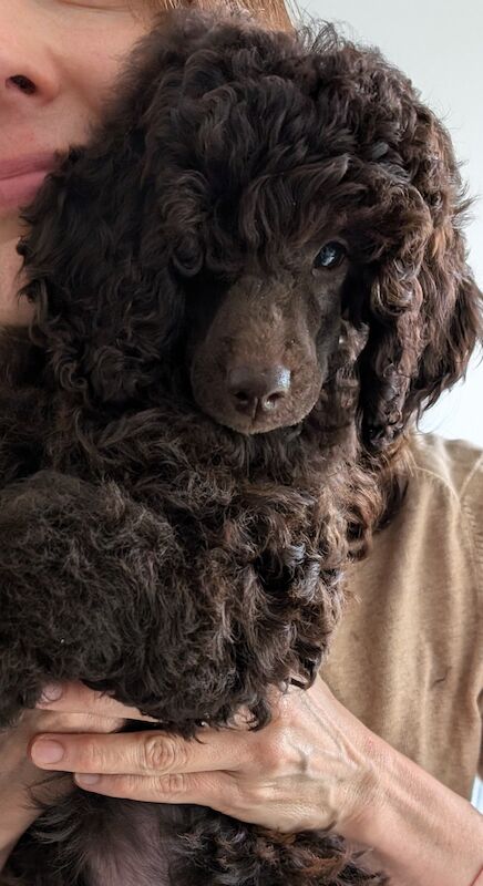 Poodles for sale in Cambridge, Cambridgeshire