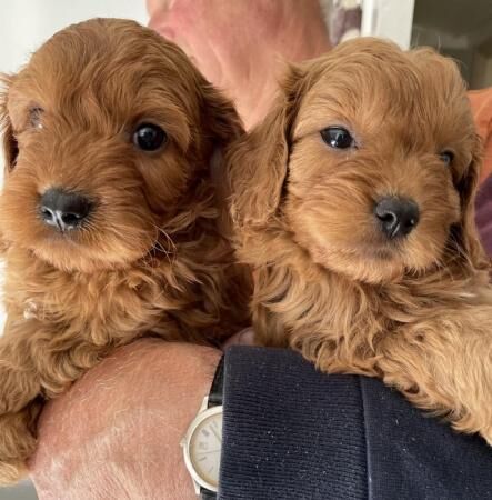Stunning F1 Cavapoo Puppies for sale in Stoke-on-Trent, Staffordshire - Image 1