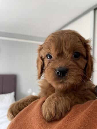 Stunning F1 Cavapoo Puppies for sale in Stoke-on-Trent, Staffordshire - Image 2