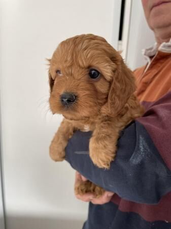 Stunning F1 Cavapoo Puppies for sale in Stoke-on-Trent, Staffordshire - Image 3