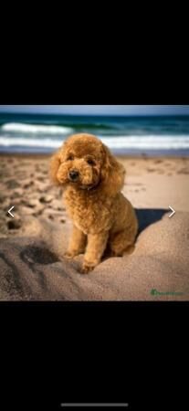 Stunning F1 Cavapoo Puppies for sale in Stoke-on-Trent, Staffordshire - Image 5
