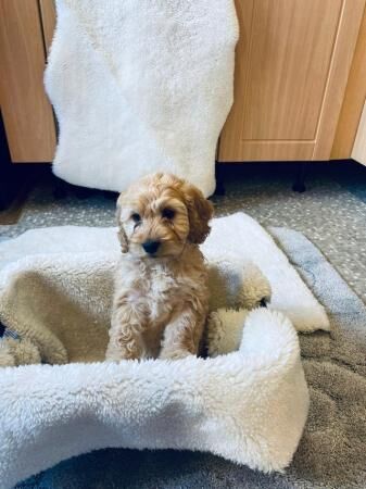 Stunning F1 Cockapoo Puppies for sale in Widnes, Cheshire - Image 1