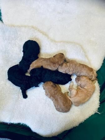 Stunning F1 Cockapoo Puppies for sale in Widnes, Cheshire - Image 2