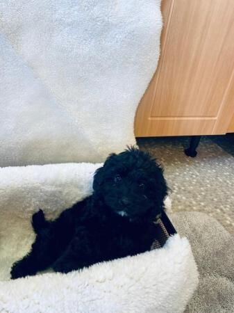 Stunning F1 Cockapoo Puppies for sale in Widnes, Cheshire - Image 3