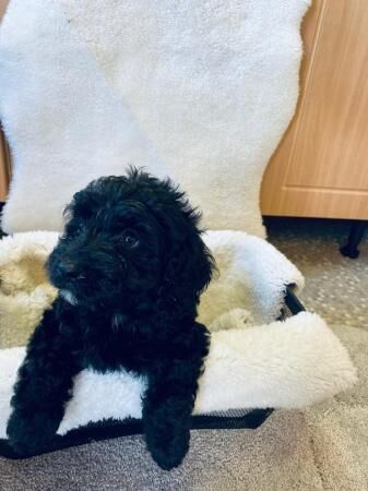 Stunning F1 Cockapoo Puppies for sale in Widnes, Cheshire - Image 4