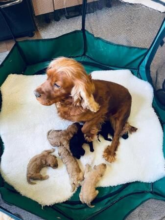Stunning F1 Cockapoo Puppies for sale in Widnes, Cheshire - Image 5
