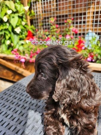 Stunning f1 cockapoo puppies ready soon for sale in Swadlincote, Derbyshire