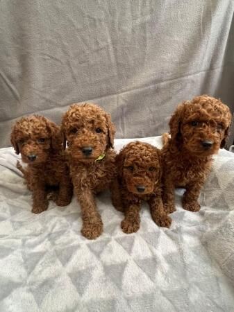 Stunning F1b cockapoo puppies for sale in Stoke-on-Trent, Staffordshire - Image 1