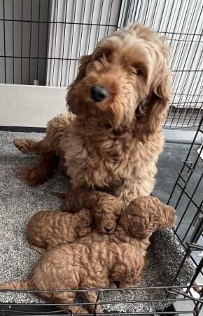 Stunning F1b cockapoo puppies for sale in Stoke-on-Trent, Staffordshire - Image 2