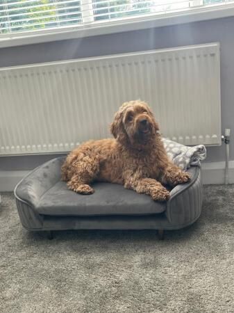 Stunning F1b cockapoo puppies for sale in Stoke-on-Trent, Staffordshire - Image 3