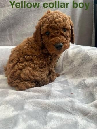 Stunning F1b cockapoo puppies for sale in Stoke-on-Trent, Staffordshire - Image 4