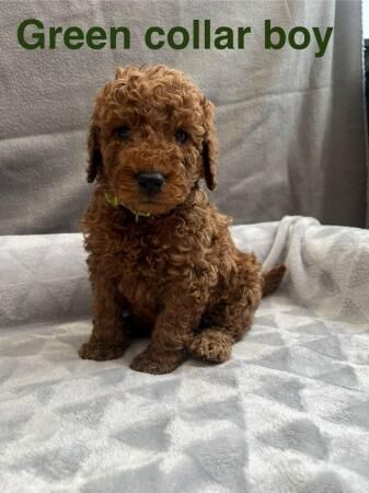 Stunning F1b cockapoo puppies for sale in Stoke-on-Trent, Staffordshire - Image 5