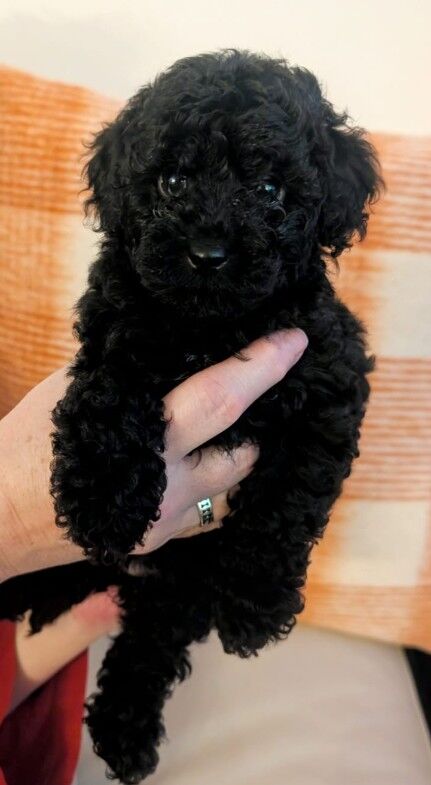 Stunning k.c reg toy poodles for sale in Morningside, Lanarkshire