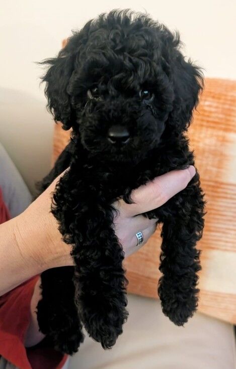 Stunning k.c reg toy poodles for sale in Morningside, Lanarkshire - Image 2