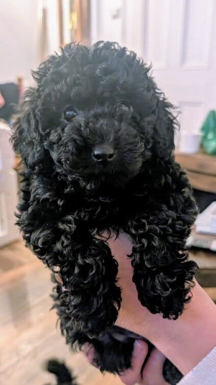 Stunning k.c reg toy poodles for sale in Morningside, Lanarkshire - Image 3