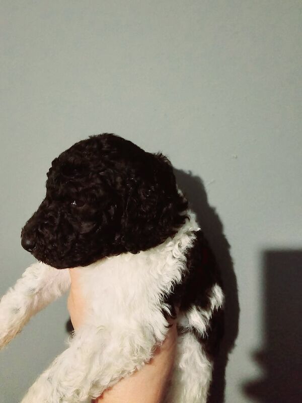 Stunning kc registered standard poodle puppies for sale in Skelmersdale, Lancashire - Image 2