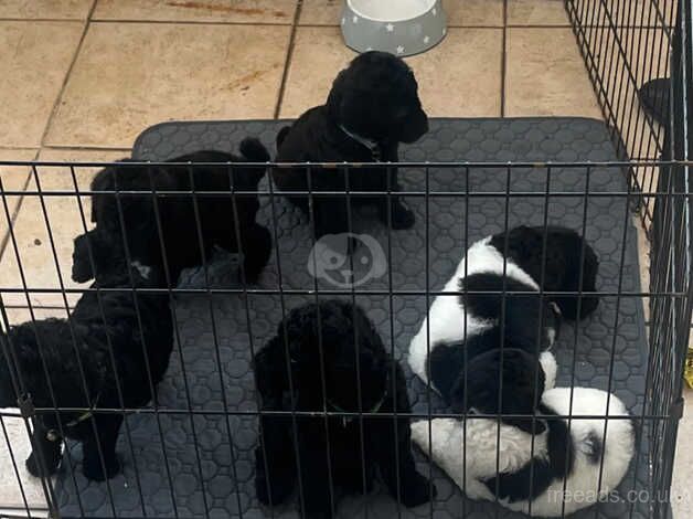 Stunning litter of 6 Standard poodles for sale in Spalding, Lincolnshire