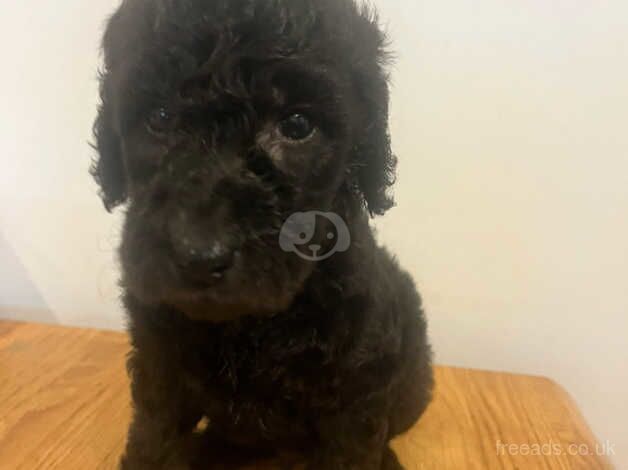 Poodle Puppies for sale in Lincolnshire