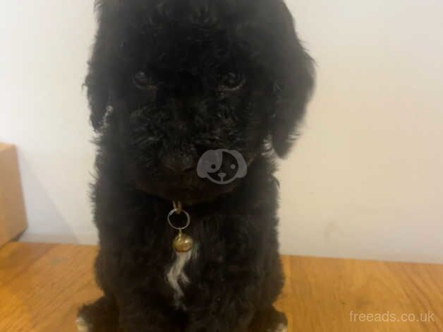 Poodle Puppies for sale