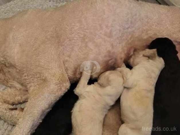 Stunning litter of champion standard poodle pups for sale in Gateshead, Tyne and Wear - Image 3