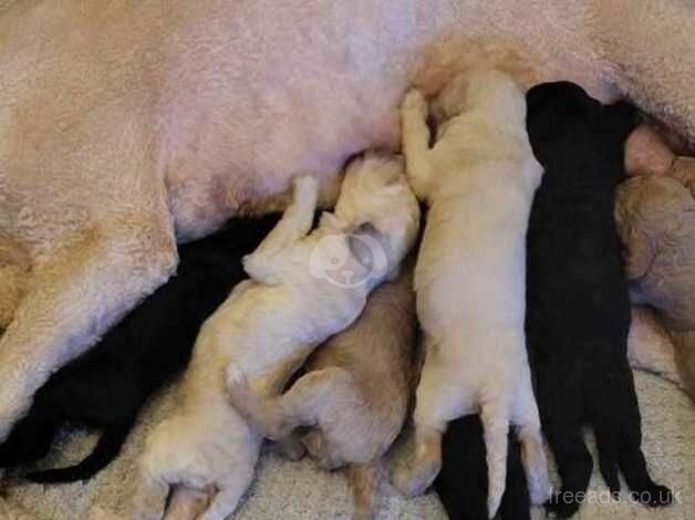 Stunning litter of champion standard poodle pups for sale in Gateshead, Tyne and Wear - Image 4