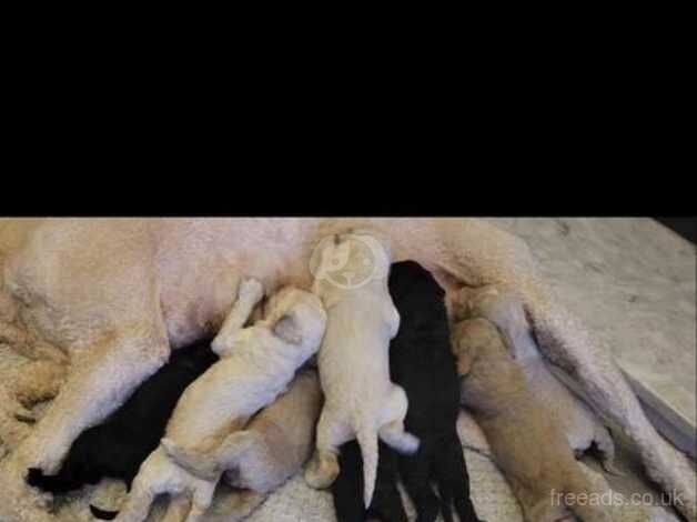 Stunning litter of champion standard poodle pups for sale in Gateshead, Tyne and Wear - Image 5