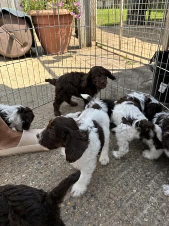 Stunning litter of cockerpoo puppies for sale in Bury St Edmunds, Suffolk