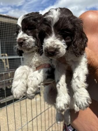 Stunning litter of cockerpoo puppies for sale in Bury St Edmunds, Suffolk - Image 2