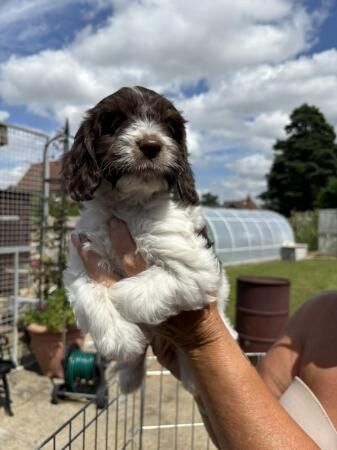 Stunning litter of cockerpoo puppies for sale in Bury St Edmunds, Suffolk - Image 3