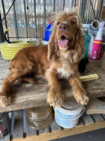 Stunning litter of cockerpoo puppies for sale in Bury St Edmunds, Suffolk - Image 4