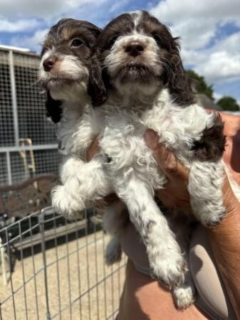 Stunning litter of cockerpoo puppies for sale in Bury St Edmunds, Suffolk - Image 5